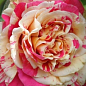 Троянда в контейнері плетиста "Ванілла Фрейз" (саджанець класу АА+) купить