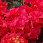 Эксклюзив! Гортензия крупнолистная рубиново-красная "Фламенко" (премиальный, неприхотливый сорт) цена