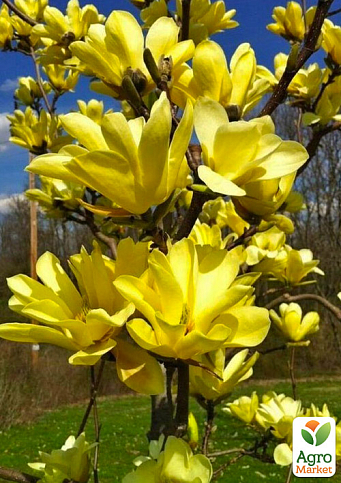 Магнолія щеплена 4-річна бруклінська "Yellow Bird" (висота 40-50см) - фото 3