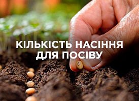 Розрахунок насіння перед посівом: скільки потрібно | Agro-market