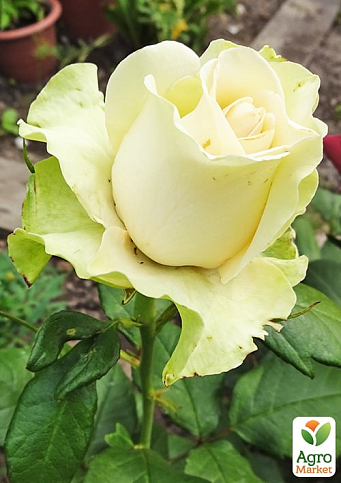Роза чайно-гибридная "Жаде" (саженец класса АА+) высший сорт - фото 3
