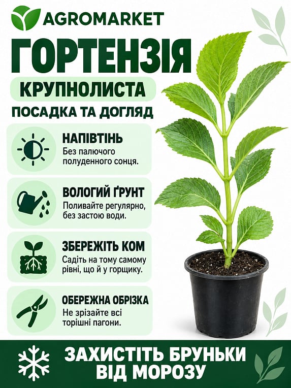 Гортензія крупнолиста "Renate Steiniger"