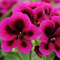 Пеларгония Королевская Candy Flowers "Violet" (контейнер № 10, высота 10-20 см) купить