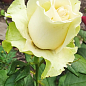 Роза чайно-гибридная "Жаде" (саженец класса АА+) высший сорт цена