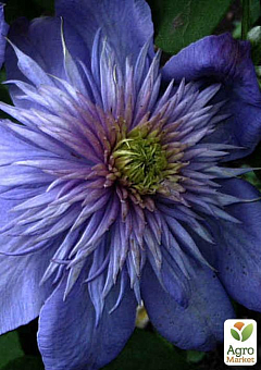 Клематис "Blue Light"18