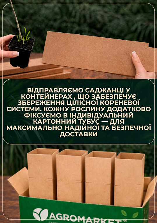 Альбиция зеленая "Ленкоранская" (красивоцветущая, очень ароматная) высота 15см