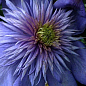 Клематис "Blue Light"