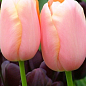 Тюльпан "Menton" 