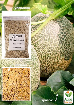 Дыня "Славия" ТМ "Весна" 100г12