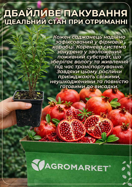 Гранат комнатный "Нана" (плодоносящий сорт)