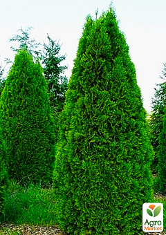 Туя західна «Smaragd» (Thuja occidentalis Smaragd) C2, висота 30-40см9