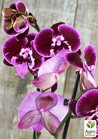 Орхидея (Phalaenopsis) "Wine" - фото 3