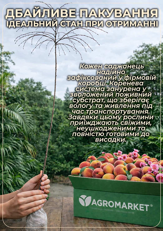 Персик плакучий на штамбе "Коллинз" (возраст от 2-х лет, высота 150-190см) - фото 3