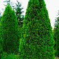 Туя западная "Smaragd" (Thuja occidentalis Smaragd) С2, высота 30-40 см