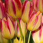 Тюльпан "Antoinette" (многоцветковый) 