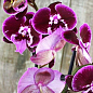 Орхидея (Phalaenopsis) "Wine" цена