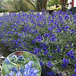 Кариоптерис "Kew Blue"