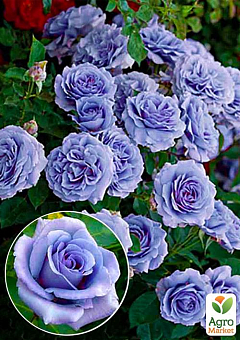 Ексклюзив! Троянда чайно-гібридна ніжно-фіолетова "Колібрі" (Hummingbird) (саджанець класу АА +, преміальний морозостійкий сорт)2