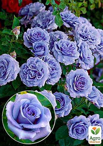 Ексклюзив! Троянда чайно-гібридна ніжно-фіолетова "Колібрі" (Hummingbird) (саджанець класу АА +, преміальний морозостійкий сорт)