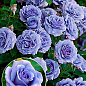 Ексклюзив! Троянда чайно-гібридна ніжно-фіолетова "Колібрі" (Hummingbird) (саджанець класу АА +, преміальний морозостійкий сорт)