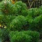 Сосна Чёрная Японская (идеальна для бонсай) "Pinus Thunbergii" (горшок P9)