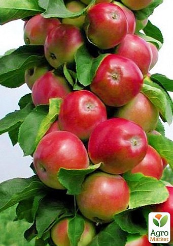 Яблуня колоновидна "Валюта®" (зимовий сорт, пізній термін дозрівання)