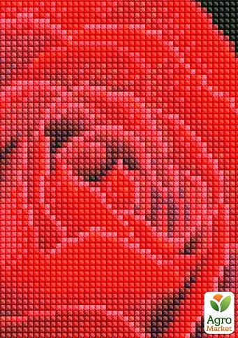 Алмазная мозаика - Красная роза  Идейка AMO7634 - фото 2