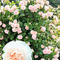 Троянда плетиста "Мадам Альфред Карр'єр" (саджанець класу АА+) вищий сорт