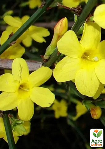 Жасмин 2х летний жёлтый голоцветковый  - фото 2