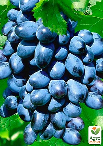 Виноград "Чёрный Изумруд" (кишмиш, ранний срок созревания, морозостойкость до -26⁰С) - фото 2