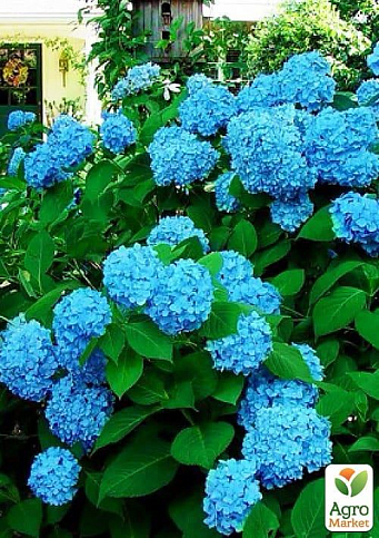 Гортензия крупнолистная голубая "Бесконечное лето" (Endless Summer) - фото 6