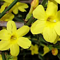 Жасмин 2х летний жёлтый голоцветковый  купить