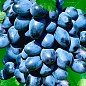 Виноград "Чёрный Изумруд" (кишмиш, ранний срок созревания, морозостойкость до -26⁰С) купить