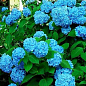 Гортензия крупнолистная голубая "Бесконечное лето" (Endless Summer)