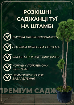Туя западная мультиштамбовая «Globus» С10, высота 70-80см22