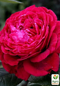 Роза флорибунда "4 ветров"(Rose des 4 Vents) (саженец класса АА+) высший сорт2