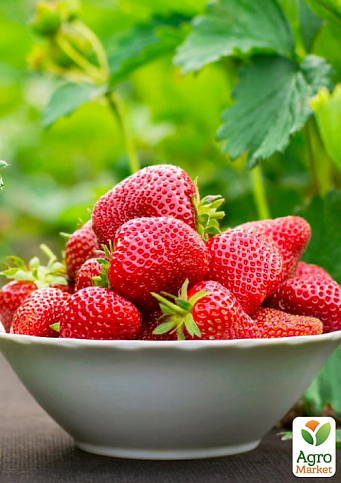 Эксклюзив! Клубника ярко красная "Флорида Элиана" (Florida Eliana) (премиальный высокоурожайный сорт, раннего срока созревания)