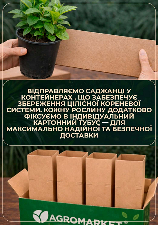 Гортензія ремонтантна крупнолиста 3 х літня "Ніжне Захоплення" - фото 5