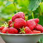 Эксклюзив! Клубника ярко красная "Флорида Элиана" (Florida Eliana) (премиальный высокоурожайный сорт, раннего срока созревания)