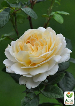 Роза английская "Crocus Rose"2