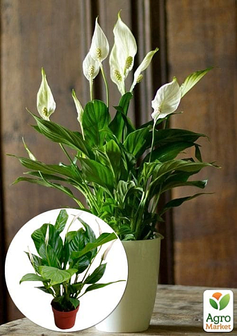 Спатифілум "Bellini Make Up" висота 55-65см