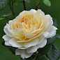 Роза английская "Crocus Rose"