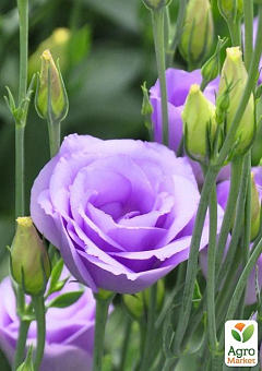 Эустома махровая "Mariachi Lavender" укорененная в контейнере Р929