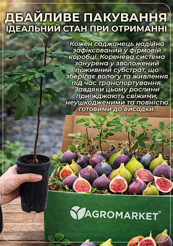 Інжир саджанець 3х-річний "Султан" (висота 70-90см) - фото 3