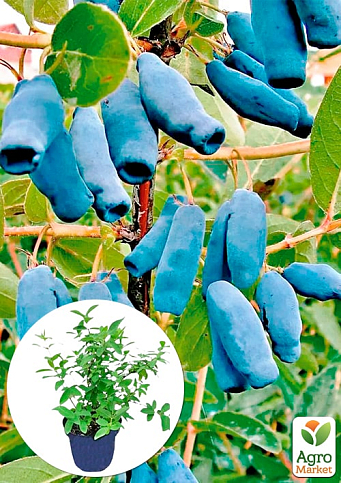 Жимолость 2х-летняя "Спокуса" (средний срок созревания, крупноплодный сорт) С2