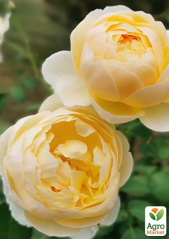 Троянда англійська "Шарлотта" (саджанець класу АА+) вищий сорт - фото 3