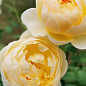 Роза английская "Шарлотта" (саженец класса АА+) высший сорт цена