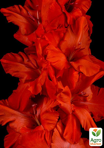 Гладиолус "Magma" 