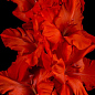 Гладиолус "Magma" 