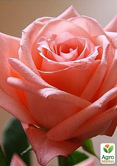 Троянда чайно-гібридна "Дольче Віта" НОВА (саджанець класу АА +) вищий сорт1
